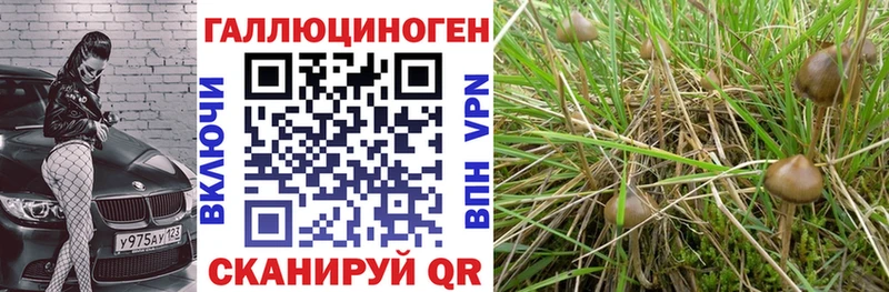 Галлюциногенные грибы MAGIC MUSHROOMS  Купить где  Мамоново 